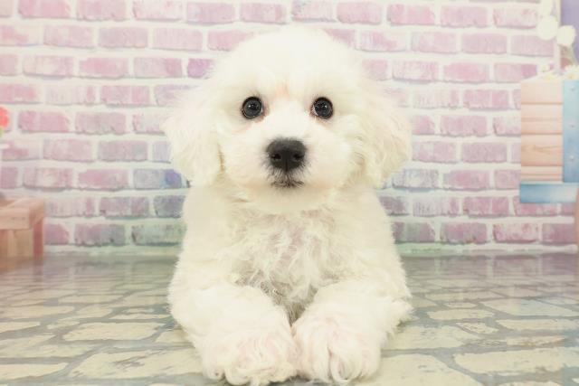 千葉県のビションフリーゼ (Coo&RIKU東船橋店/2026年2月14日生まれ/女の子/ホワイト)の子犬