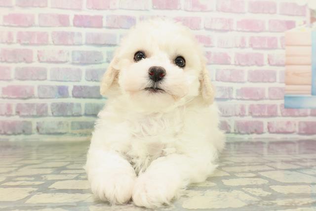 ビション・フリーゼ