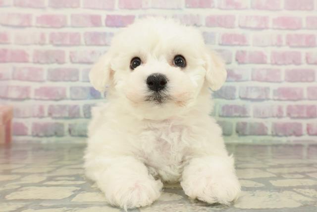 ビション・フリーゼ