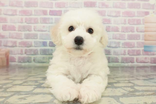 ビション・フリーゼ