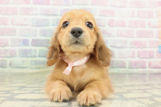 東京都のミニチュアダックスフンド(ロング) (Coo&RIKU大久保店/2026年2月15日生まれ/女の子/レッド)の子犬の1枚目の画像