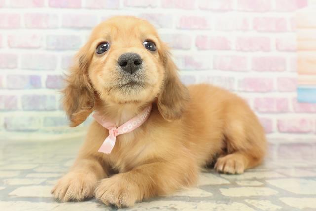 東京都のミニチュアダックスフンド(ロング) (Coo&RIKU大久保店/2026年2月15日生まれ/女の子/レッド)の子犬の2枚目の画像