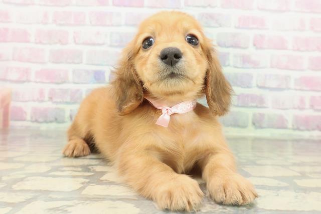 東京都のミニチュアダックスフンド(ロング) (Coo&RIKU大久保店/2026年2月15日生まれ/女の子/レッド)の子犬の3枚目の画像