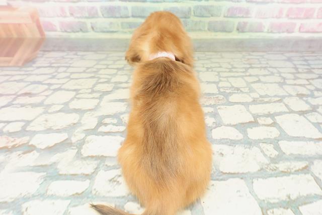 東京都のミニチュアダックスフンド(ロング) (Coo&RIKU大久保店/2026年2月15日生まれ/女の子/レッド)の子犬の4枚目の画像