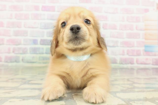 ミニチュア・ダックスフンド