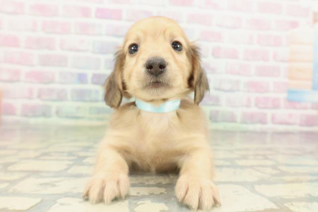 東京都のミニチュアダックスフンド(ロング) (Coo&RIKU東久留米店/2026年2月15日生まれ/男の子/シェーデットイエロー)の子犬の1枚目の画像