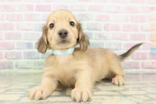 東京都のミニチュアダックスフンド(ロング) (Coo&RIKU東久留米店/2026年2月15日生まれ/男の子/シェーデットイエロー)の子犬の2枚目の画像