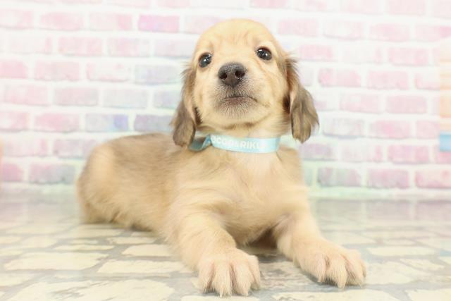 東京都のミニチュアダックスフンド(ロング) (Coo&RIKU東久留米店/2026年2月15日生まれ/男の子/シェーデットイエロー)の子犬の3枚目の画像