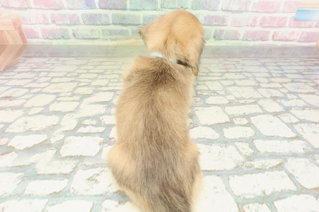 東京都のミニチュアダックスフンド(ロング) (Coo&RIKU東久留米店/2026年2月15日生まれ/男の子/シェーデットイエロー)の子犬の4枚目の画像