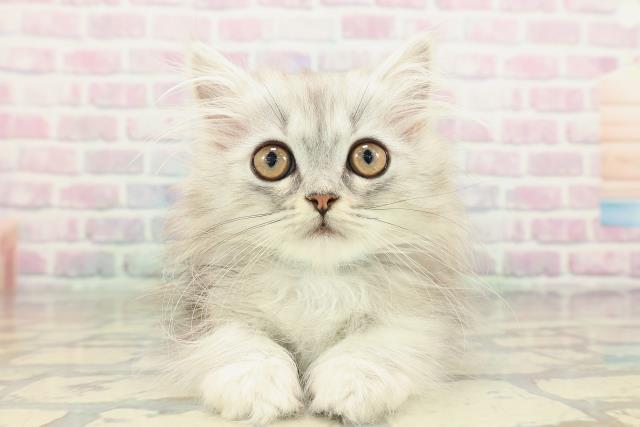 東京都のミヌエット (Coo&RIKU新小岩店/2026年2月12日生まれ/男の子/シルバータビー)の子猫の1枚目の画像