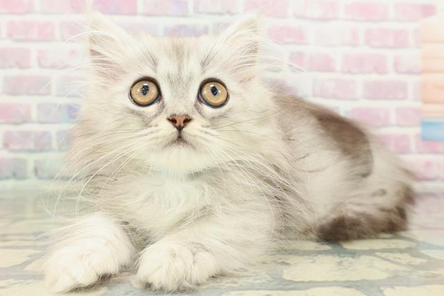 東京都のミヌエット (Coo&RIKU新小岩店/2026年2月12日生まれ/男の子/シルバータビー)の子猫の2枚目の画像