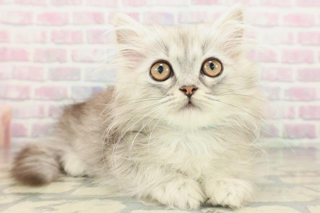 東京都のミヌエット (Coo&RIKU新小岩店/2026年2月12日生まれ/男の子/シルバータビー)の子猫の3枚目の画像