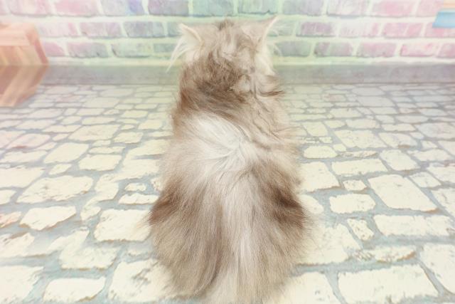 東京都のミヌエット (Coo&RIKU新小岩店/2026年2月12日生まれ/男の子/シルバータビー)の子猫の4枚目の画像