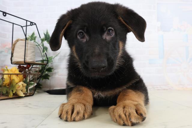 広島県のジャーマンシェパードドッグ (Coo&RIKU広島中央店/2026年2月13日生まれ/男の子/ブラックタン)の子犬の1枚目の画像