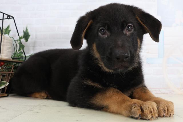 広島県のジャーマンシェパードドッグ (Coo&RIKU広島中央店/2026年2月13日生まれ/男の子/ブラックタン)の子犬の2枚目の画像