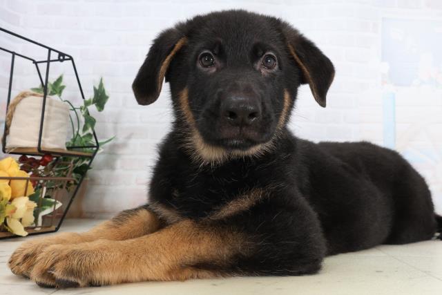 広島県のジャーマンシェパードドッグ (Coo&RIKU広島中央店/2026年2月13日生まれ/男の子/ブラックタン)の子犬の3枚目の画像