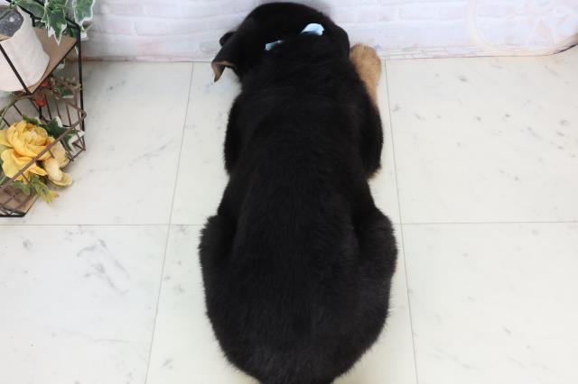 広島県のジャーマンシェパードドッグ (Coo&RIKU広島中央店/2026年2月13日生まれ/男の子/ブラックタン)の子犬の4枚目の画像