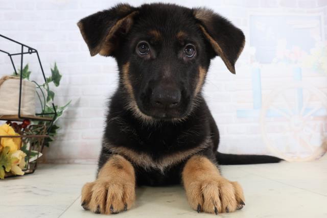 徳島県のジャーマンシェパードドッグ (Coo&RIKU徳島店/2026年2月13日生まれ/男の子/ブラックタン)の子犬の1枚目の画像