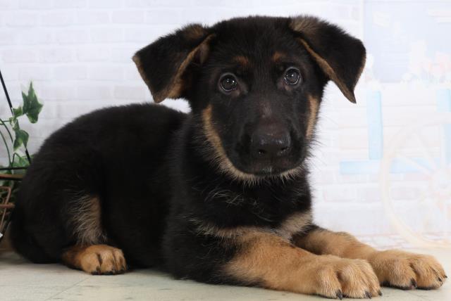 徳島県のジャーマンシェパードドッグ (Coo&RIKU徳島店/2026年2月13日生まれ/男の子/ブラックタン)の子犬の2枚目の画像