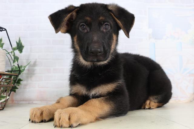 徳島県のジャーマンシェパードドッグ (Coo&RIKU徳島店/2026年2月13日生まれ/男の子/ブラックタン)の子犬の3枚目の画像