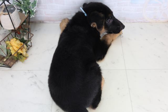 徳島県のジャーマンシェパードドッグ (Coo&RIKU徳島店/2026年2月13日生まれ/男の子/ブラックタン)の子犬の4枚目の画像