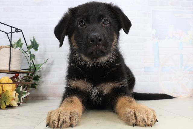福岡県のジャーマンシェパードドッグ (Coo&RIKU福岡東店/2026年2月13日生まれ/男の子/ブラックタン)の子犬の1枚目の画像