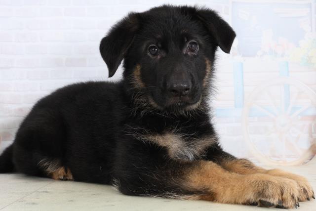 福岡県のジャーマンシェパードドッグ (Coo&RIKU福岡東店/2026年2月13日生まれ/男の子/ブラックタン)の子犬の2枚目の画像