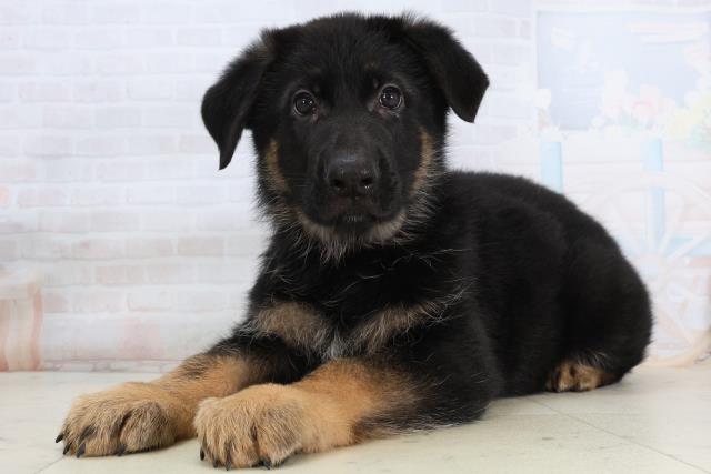 福岡県のジャーマンシェパードドッグ (Coo&RIKU福岡東店/2026年2月13日生まれ/男の子/ブラックタン)の子犬の3枚目の画像