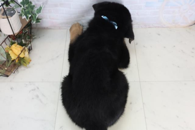 福岡県のジャーマンシェパードドッグ (Coo&RIKU福岡東店/2026年2月13日生まれ/男の子/ブラックタン)の子犬の4枚目の画像