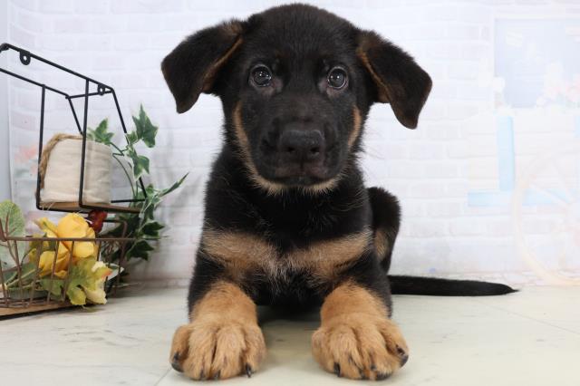 熊本県のジャーマンシェパードドッグ (Coo&RIKU宇土シティモール店/2026年2月13日生まれ/男の子/ブラックタン)の子犬の1枚目の画像