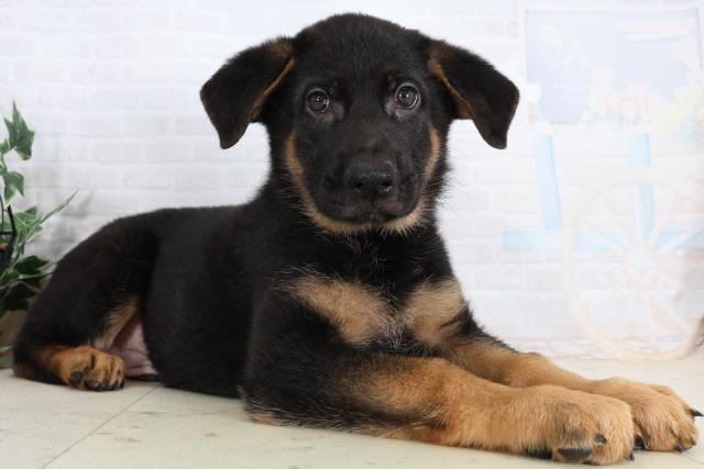 熊本県のジャーマンシェパードドッグ (Coo&RIKU宇土シティモール店/2026年2月13日生まれ/男の子/ブラックタン)の子犬の2枚目の画像