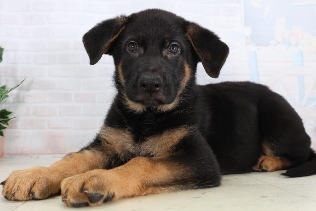 熊本県のジャーマンシェパードドッグ (Coo&RIKU宇土シティモール店/2026年2月13日生まれ/男の子/ブラックタン)の子犬の3枚目の画像