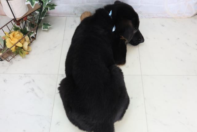 熊本県のジャーマンシェパードドッグ (Coo&RIKU宇土シティモール店/2026年2月13日生まれ/男の子/ブラックタン)の子犬の4枚目の画像