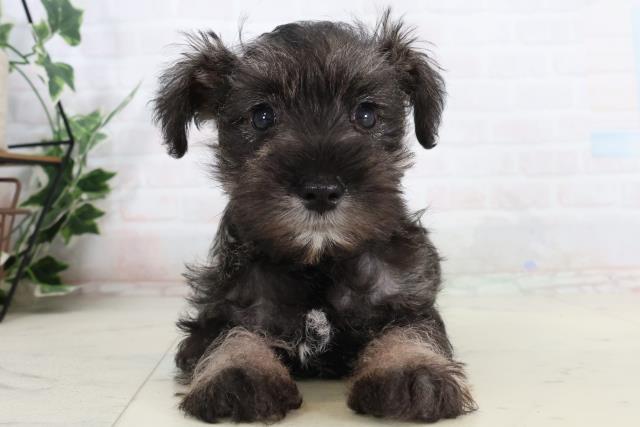 岡山県のミニチュアシュナウザー (Coo&RIKU岡山店/2026年2月14日生まれ/女の子/ソルトペッパー)の子犬の1枚目の画像