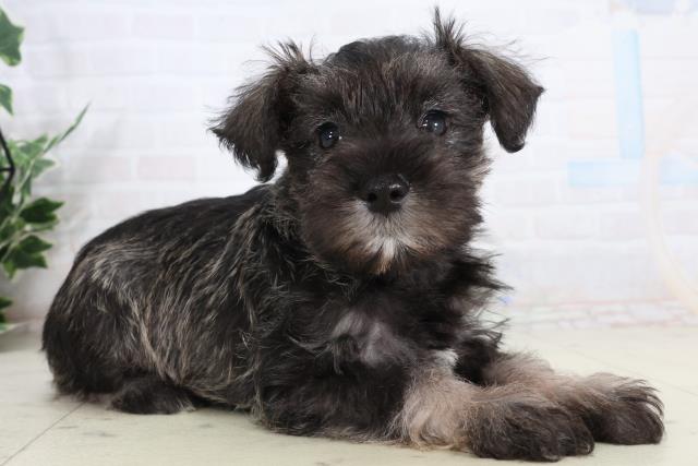 岡山県のミニチュアシュナウザー (Coo&RIKU岡山店/2026年2月14日生まれ/女の子/ソルトペッパー)の子犬の2枚目の画像