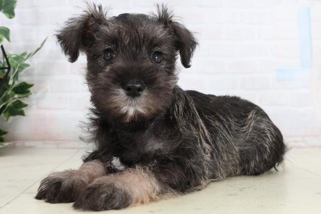 岡山県のミニチュアシュナウザー (Coo&RIKU岡山店/2026年2月14日生まれ/女の子/ソルトペッパー)の子犬の3枚目の画像