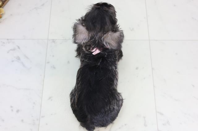 岡山県のミニチュアシュナウザー (Coo&RIKU岡山店/2026年2月14日生まれ/女の子/ソルトペッパー)の子犬の4枚目の画像