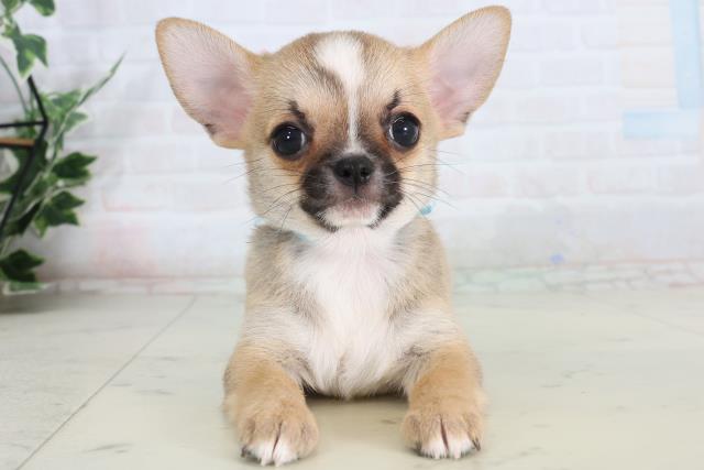 広島県のチワワ(スムース) (Coo&RIKU広島中央店/2026年2月15日生まれ/男の子/フォーンホワイト)の子犬の1枚目の画像