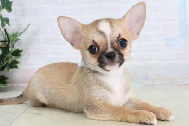 広島県のチワワ(スムース) (Coo&RIKU広島中央店/2026年2月15日生まれ/男の子/フォーンホワイト)の子犬の2枚目の画像