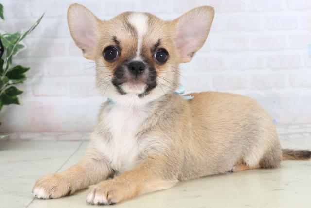 広島県のチワワ(スムース) (Coo&RIKU広島中央店/2026年2月15日生まれ/男の子/フォーンホワイト)の子犬の3枚目の画像