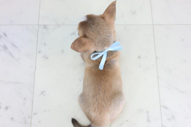 広島県のチワワ(スムース) (Coo&RIKU広島中央店/2026年2月15日生まれ/男の子/フォーンホワイト)の子犬の4枚目の画像