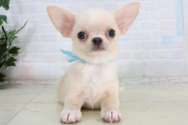 チワワ(スムースコート)