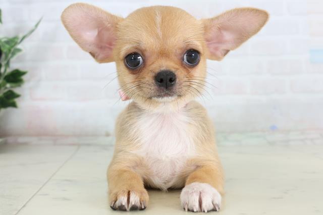 香川県のチワワ(スムース) (Coo&RIKU高松上福岡店/2026年2月15日生まれ/女の子/フォーンホワイト)の子犬の1枚目の画像