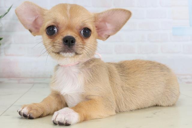 香川県のチワワ(スムース) (Coo&RIKU高松上福岡店/2026年2月15日生まれ/女の子/フォーンホワイト)の子犬の3枚目の画像