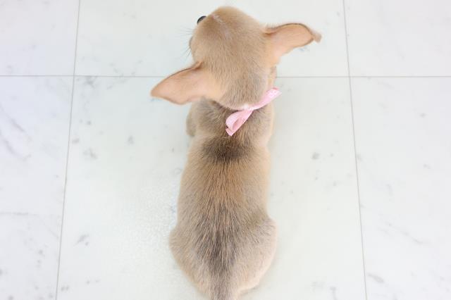 香川県のチワワ(スムース) (Coo&RIKU高松上福岡店/2026年2月15日生まれ/女の子/フォーンホワイト)の子犬の4枚目の画像