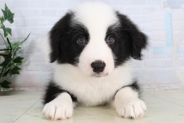 ボーダーコリー