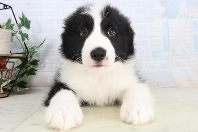 福岡県のボーダーコリー (Coo&RIKU福岡古賀店/2026年2月15日生まれ/男の子/ブラックホワイト)の子犬の1枚目の画像