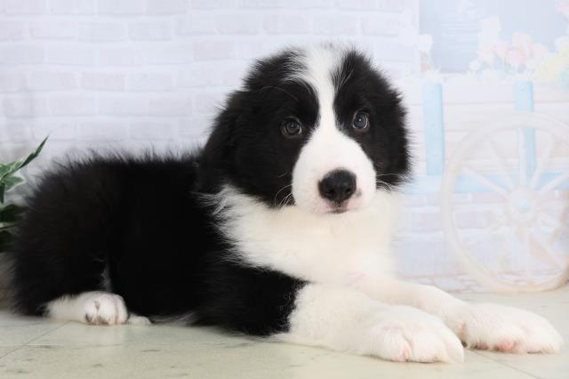 福岡県のボーダーコリー (Coo&RIKU福岡古賀店/2026年2月15日生まれ/男の子/ブラックホワイト)の子犬の2枚目の画像