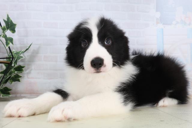 福岡県のボーダーコリー (Coo&RIKU福岡古賀店/2026年2月15日生まれ/男の子/ブラックホワイト)の子犬の3枚目の画像