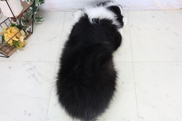 福岡県のボーダーコリー (Coo&RIKU福岡古賀店/2026年2月15日生まれ/男の子/ブラックホワイト)の子犬の4枚目の画像